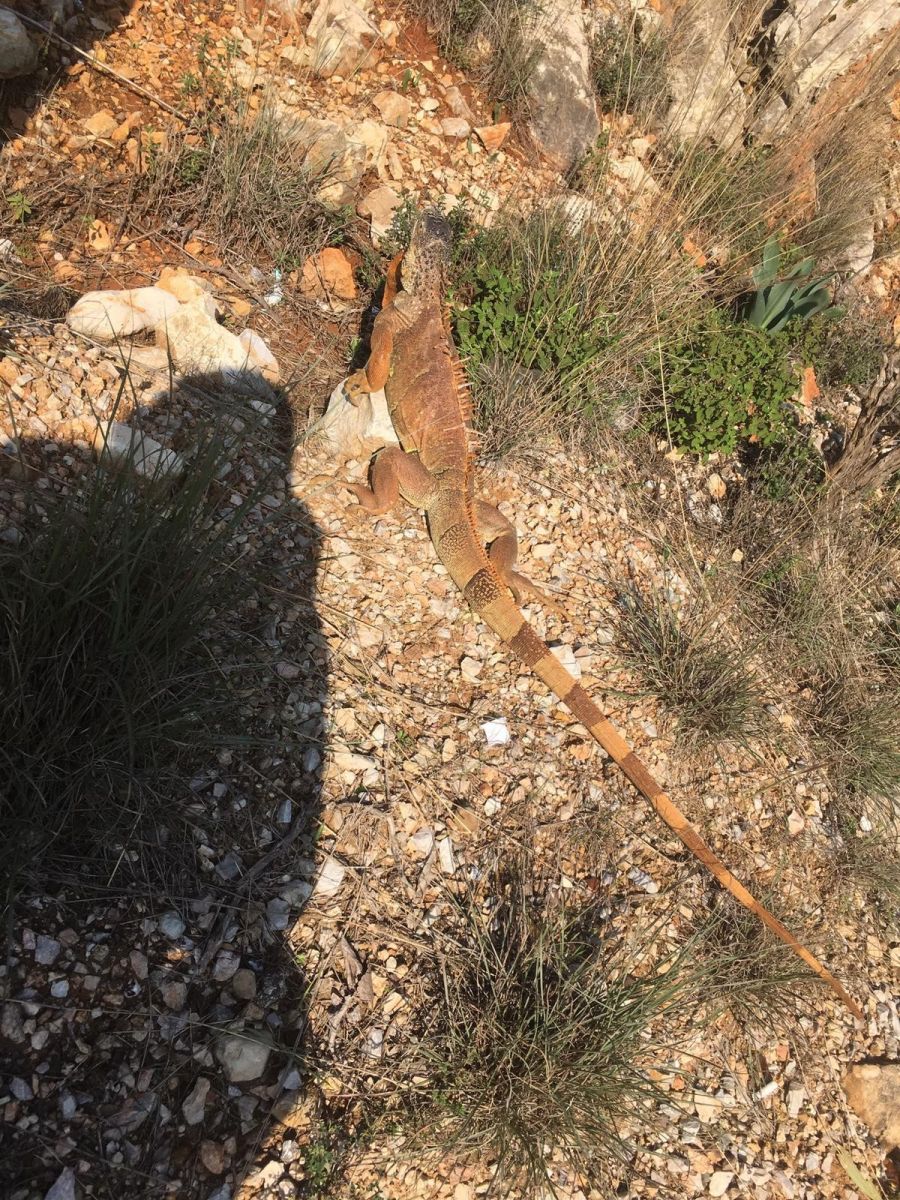 Yol ortasında dev kertenkeleyi görenler şoke oldu Yol ortasında dev kertenkeleyi görenler şoke oldu