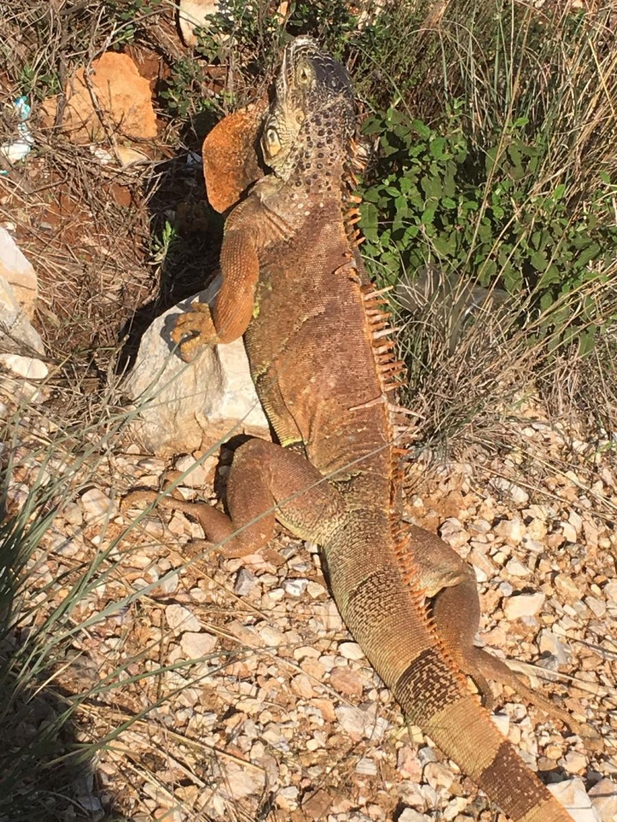 Yol ortasında dev kertenkeleyi görenler şoke oldu
