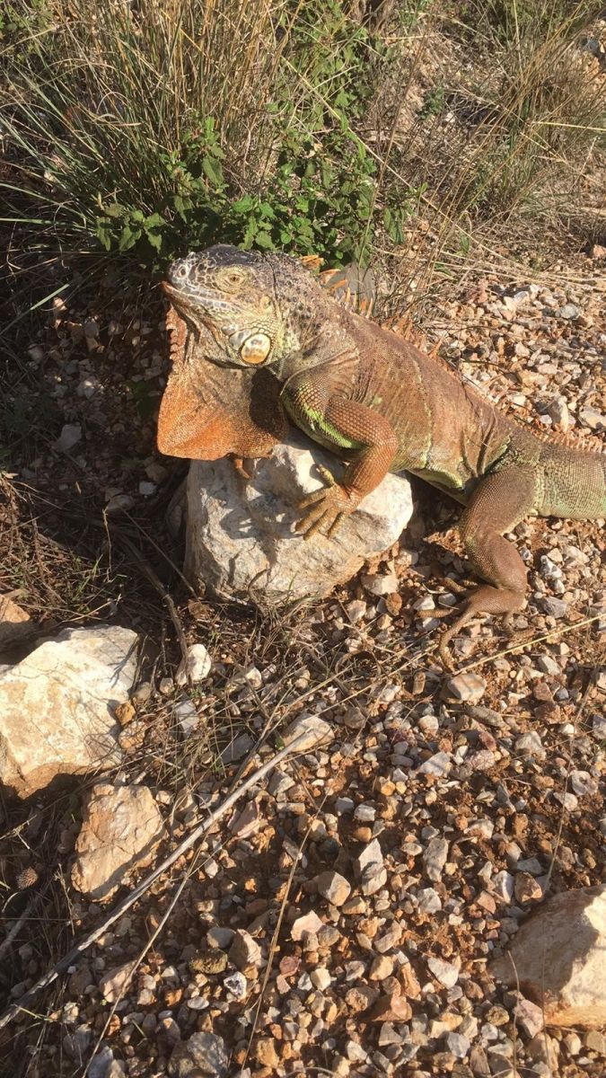 Yol ortasında dev kertenkeleyi görenler şoke oldu Yol ortasında dev kertenkeleyi görenler şoke oldu