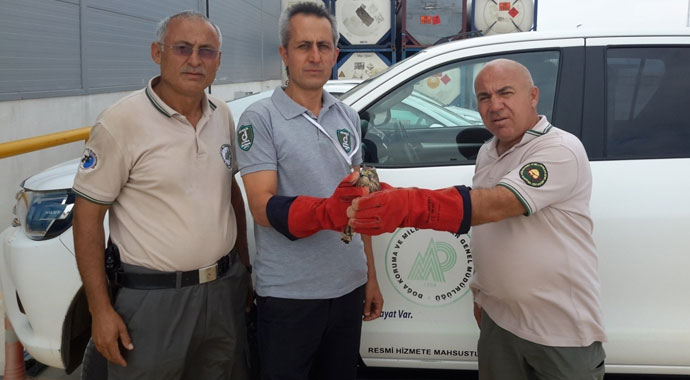 Gözleri dikili bulunan kerkenez, gözleri açılıp doğaya bırakıldı