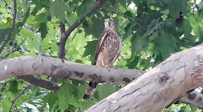 Gözleri dikili bulunan kerkenez, gözleri açılıp doğaya bırakıldı