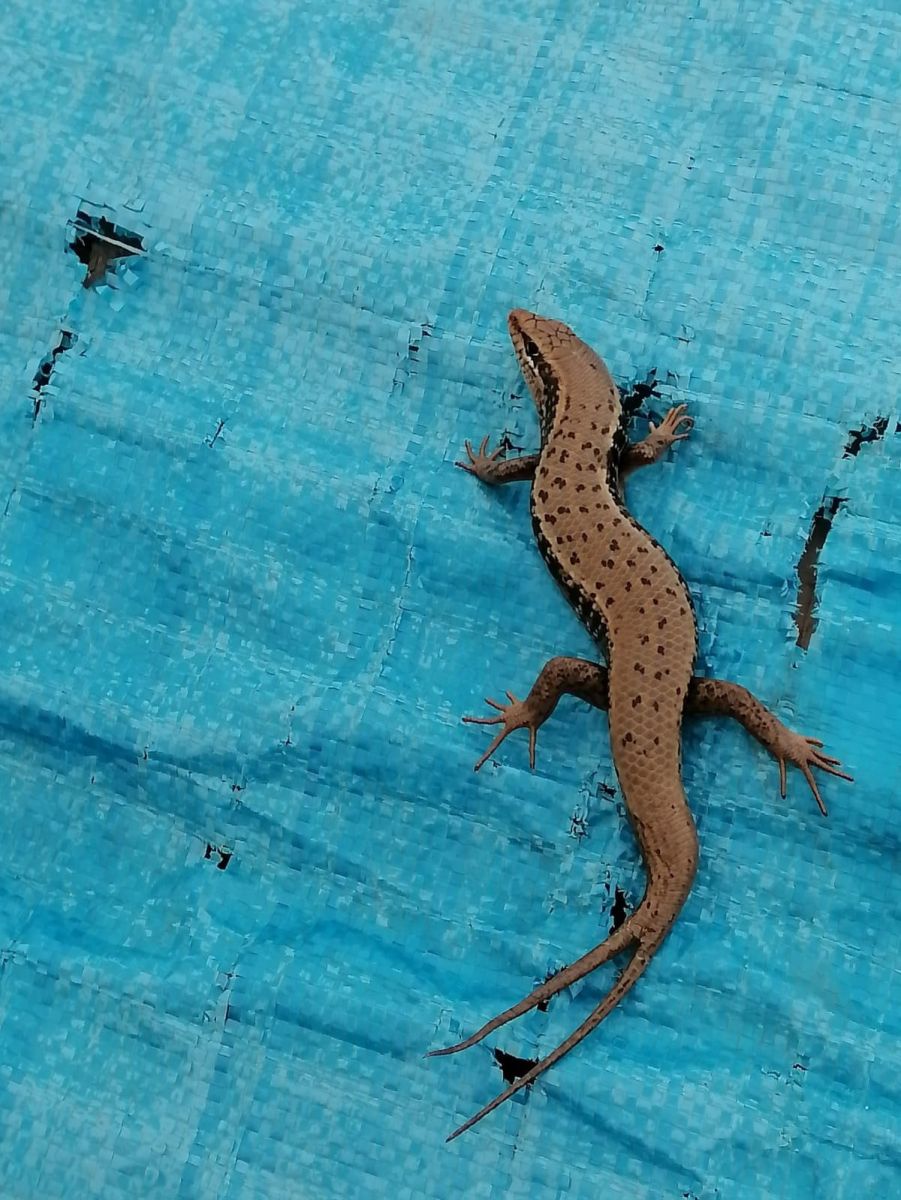 Şırnak'ta çift kuyruklu benekli kertenkele görüntülendi