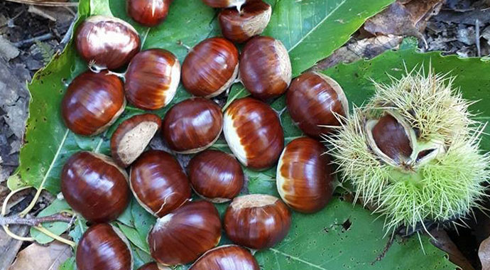 Hasat başladı! 150 bin ağaçtan 1500 ton üretim bekleniyor