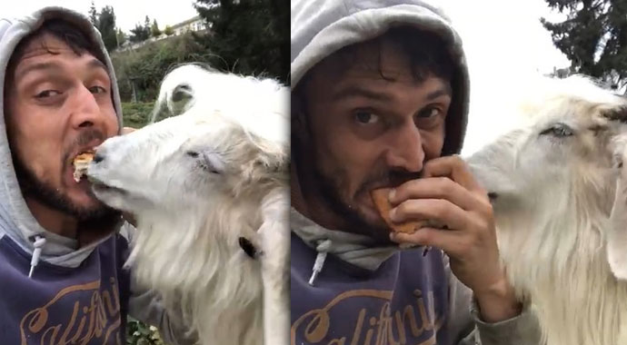 Kıskanç keçi sahibini yamaçtan aşağıya düşürdü