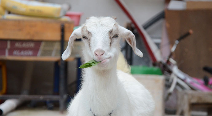 Evladı gibi sevdiği keçiyi yanından ayırmıyor