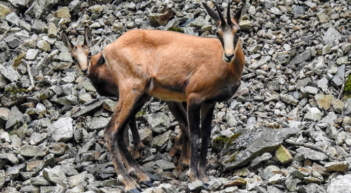 Türkiye'de sadece bir ilde yaşıyorlar... Çengel boynuzlu dağ keçileri orayı mesken tuttu