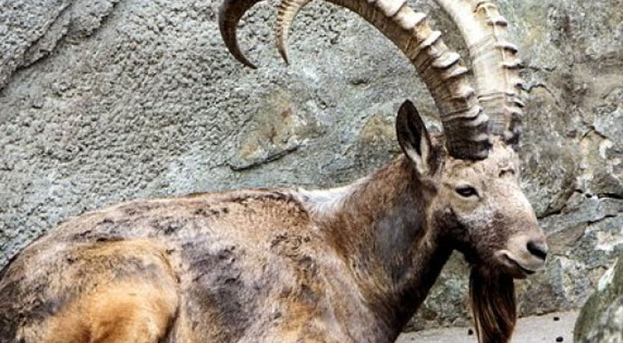 Gören hemen uzaklaşsın! Avlamanın cezası 26  bin lira