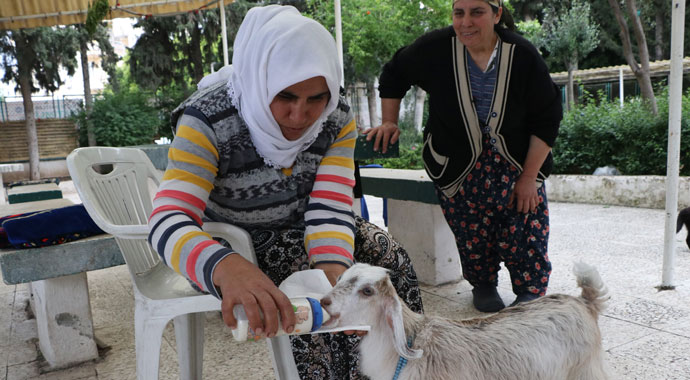Annesi ölen keçiyi bebekleri gibi besliyorlar