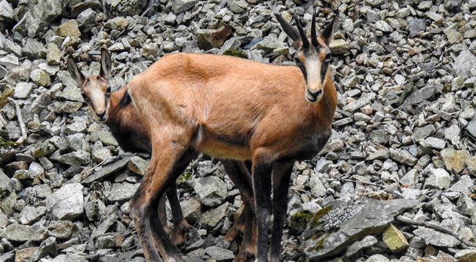 Türkiye'de sadece bir ilde yaşıyorlar... Çengel boynuzlu dağ keçileri orayı mesken tuttu