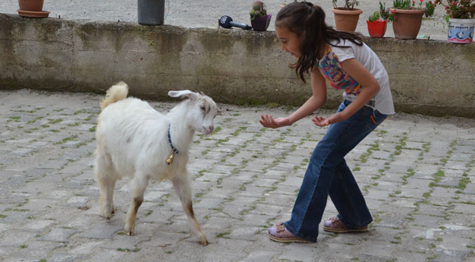 Evladı gibi sevdiği keçiyi yanından ayırmıyor
