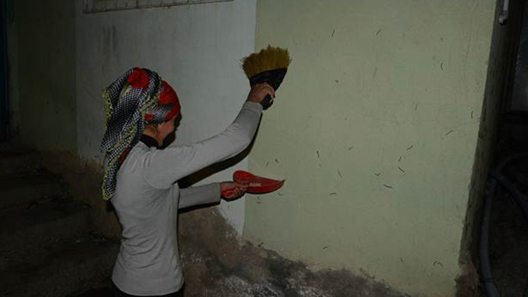 Köyü 'kırkayak'lar istila etti