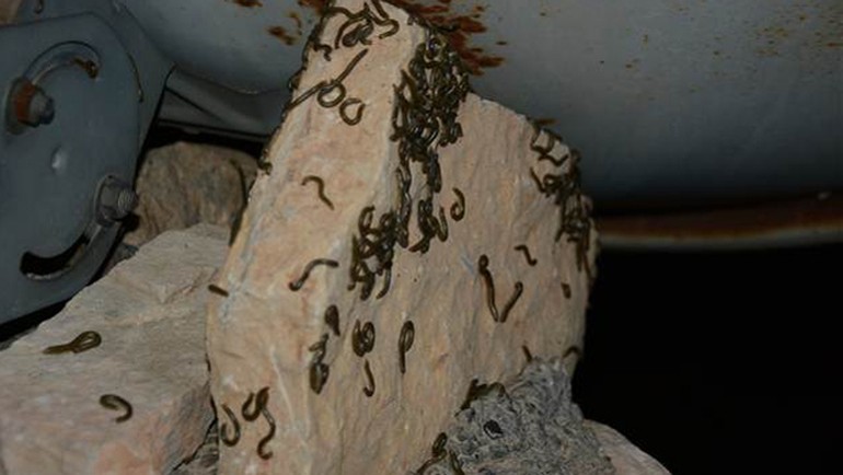 Köyü 'kırkayak'lar istila etti