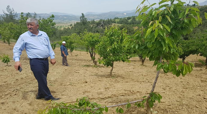 Domuzlar kiraz ağaçlarına dadandı