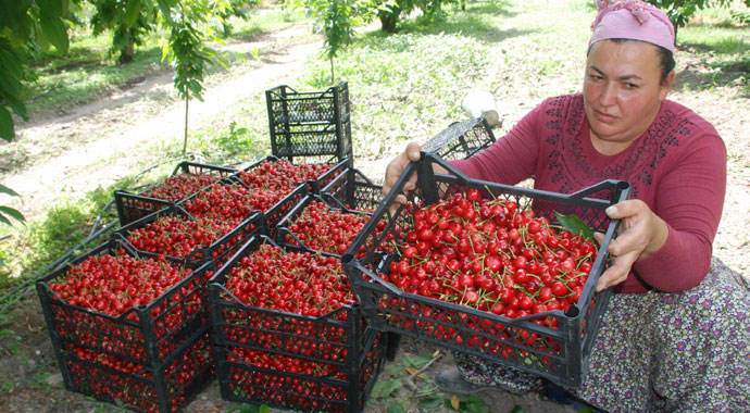 Kiraz tarlada 7, markette 12,5 lira