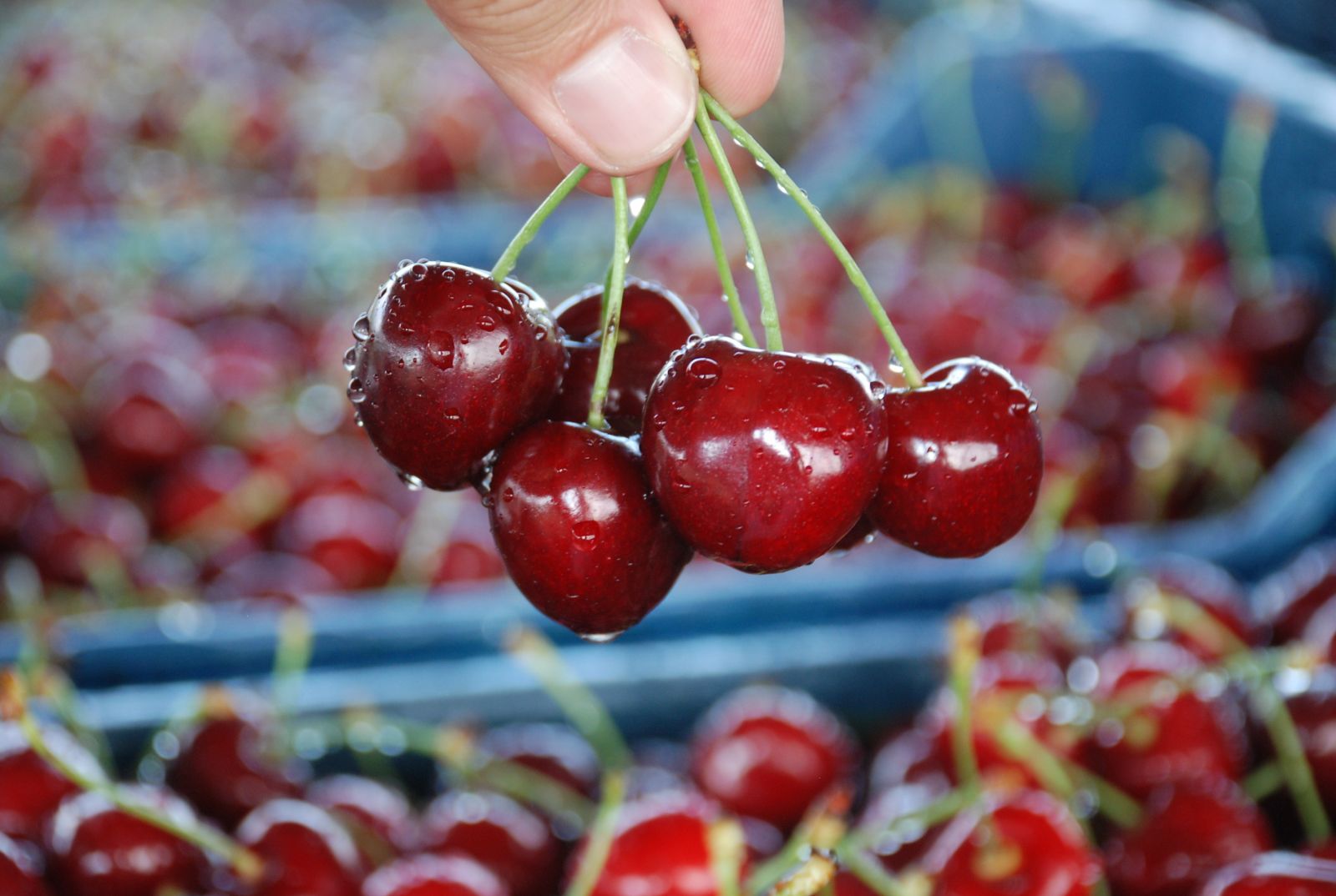 İri taneli kirazı Avrupa ve Rusya ülkeleri tercih ediyor
