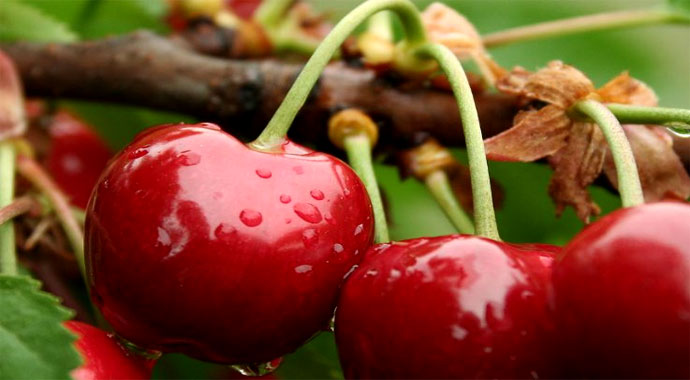 Dünyada en çok ölüme sebep olan hastalığı engelliyor!