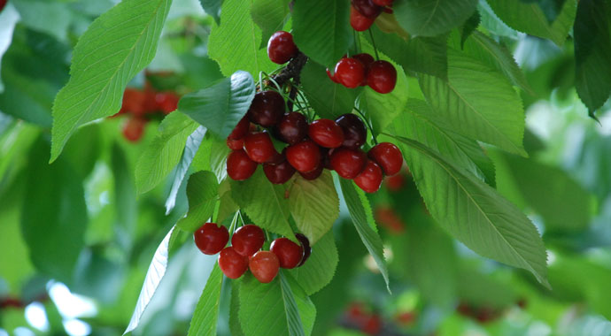 Kiraz tarlada 7, markette 12,5 lira