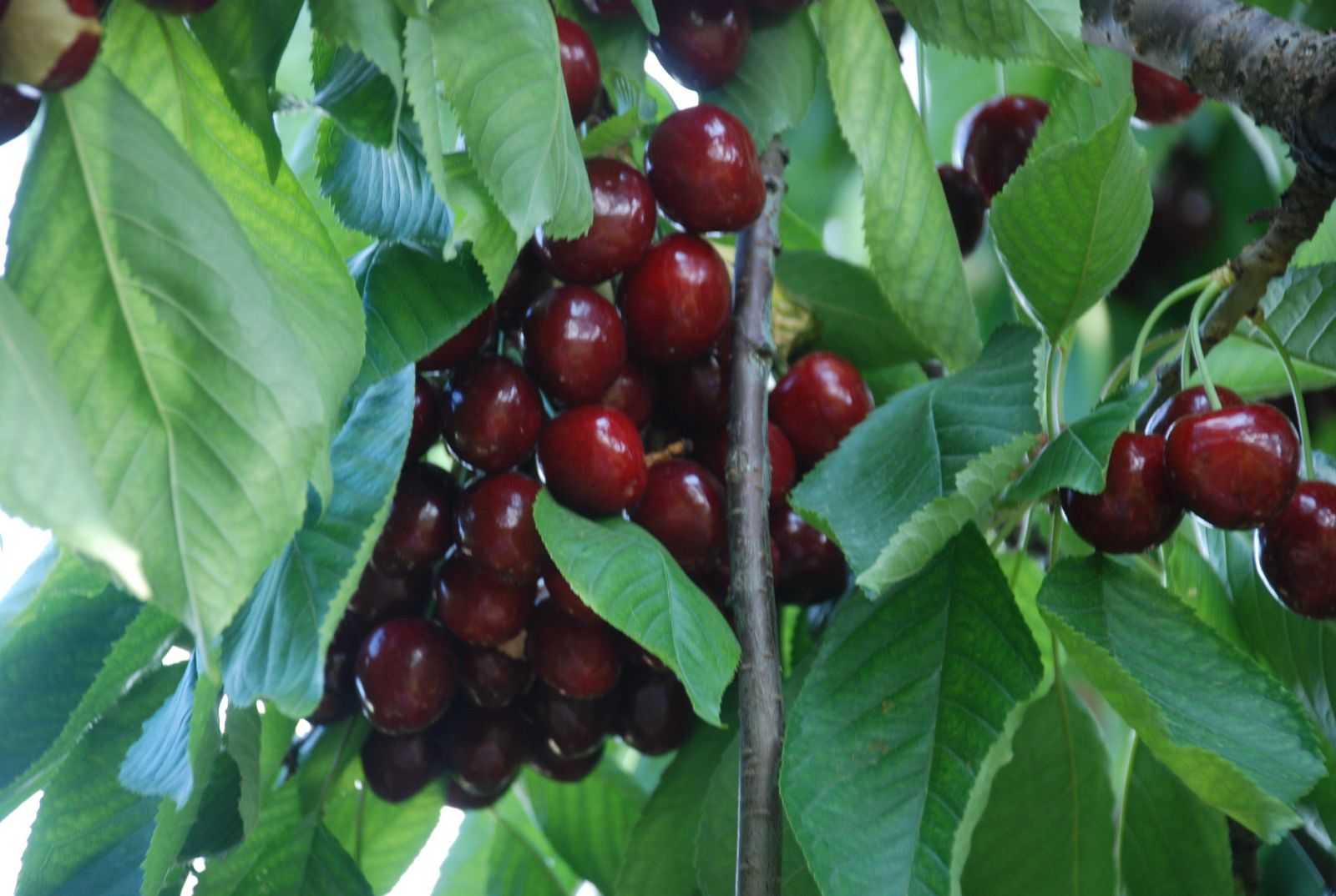 İri taneli kirazı Avrupa ve Rusya ülkeleri tercih ediyor
