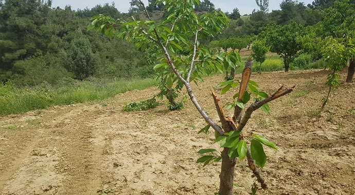 Domuzlar kiraz ağaçlarına dadandı