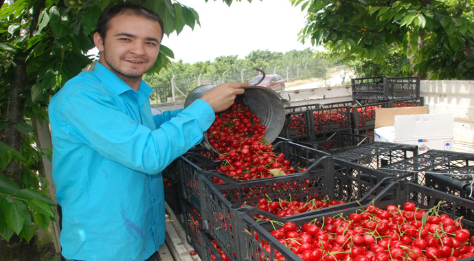 Kiraz tarlada 7, markette 12,5 lira