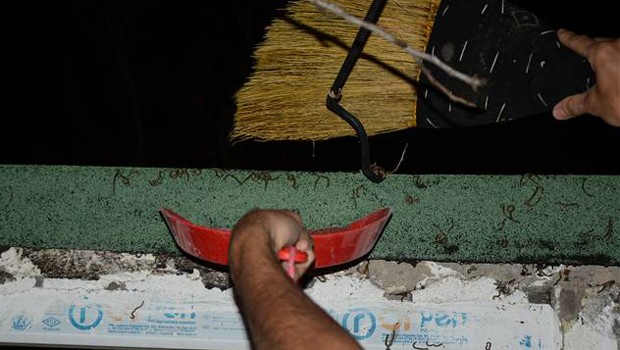 Köyü 'kırkayak'lar istila etti