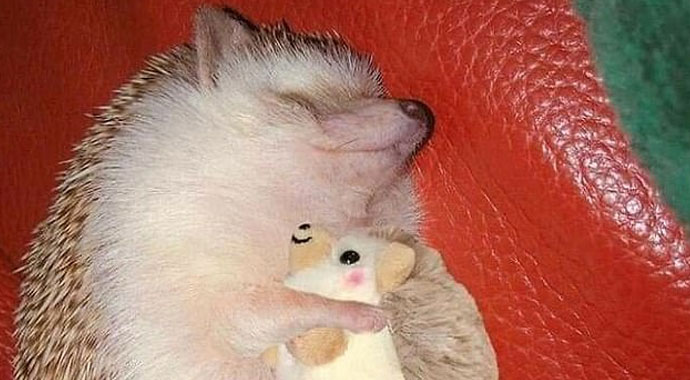 Oyuncaklarından asla vazgeçemeyen evcil hayvanlar