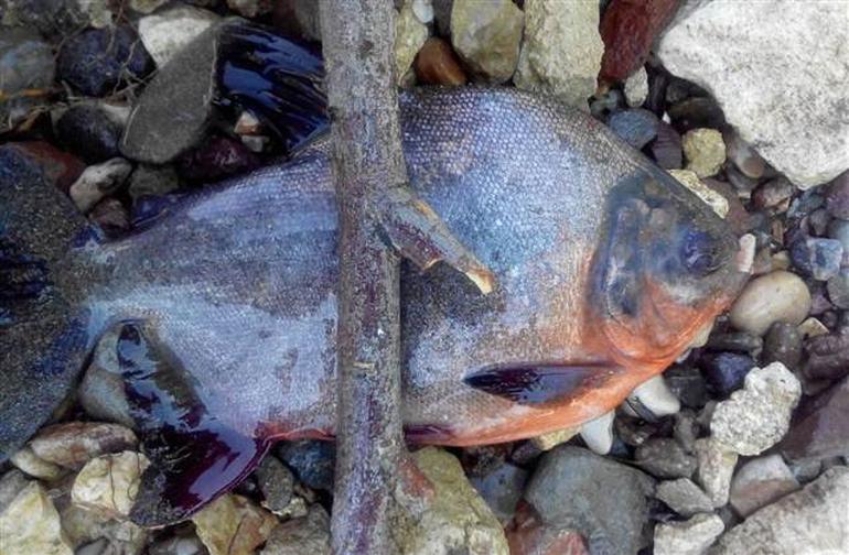 Kızılırmak’ta pirana yakaladılar