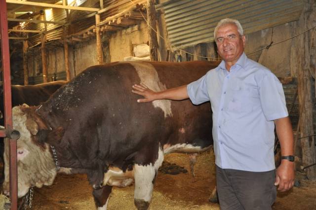 1,5 tonluk kurbanlık boğa, traktör ile takas edilecek