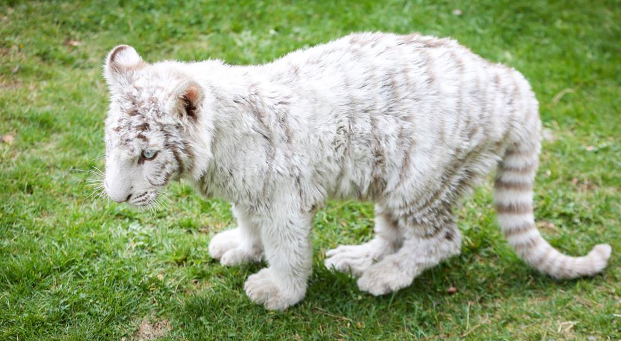 İstanbul’da ele geçirilen ‘Bengal Kaplanı’ yeni yuvasına getirildi