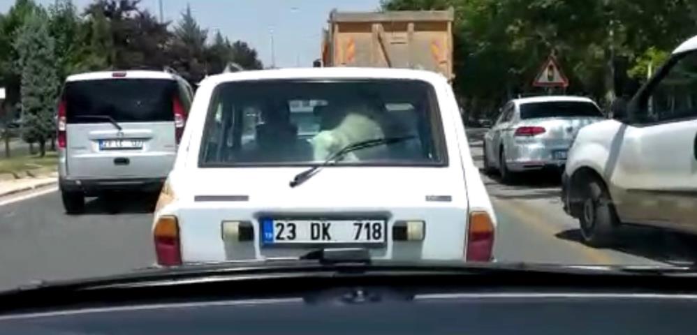 Aldığı kurbanlık koyunu böyle taşıdı