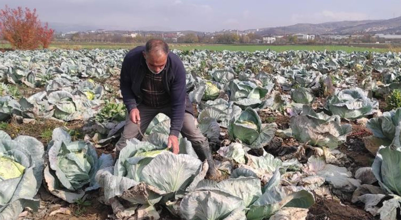 Elazığ’ın 'Kesrik Lahanası' Belçika ve Ukrayna’dan alıcı buluyor