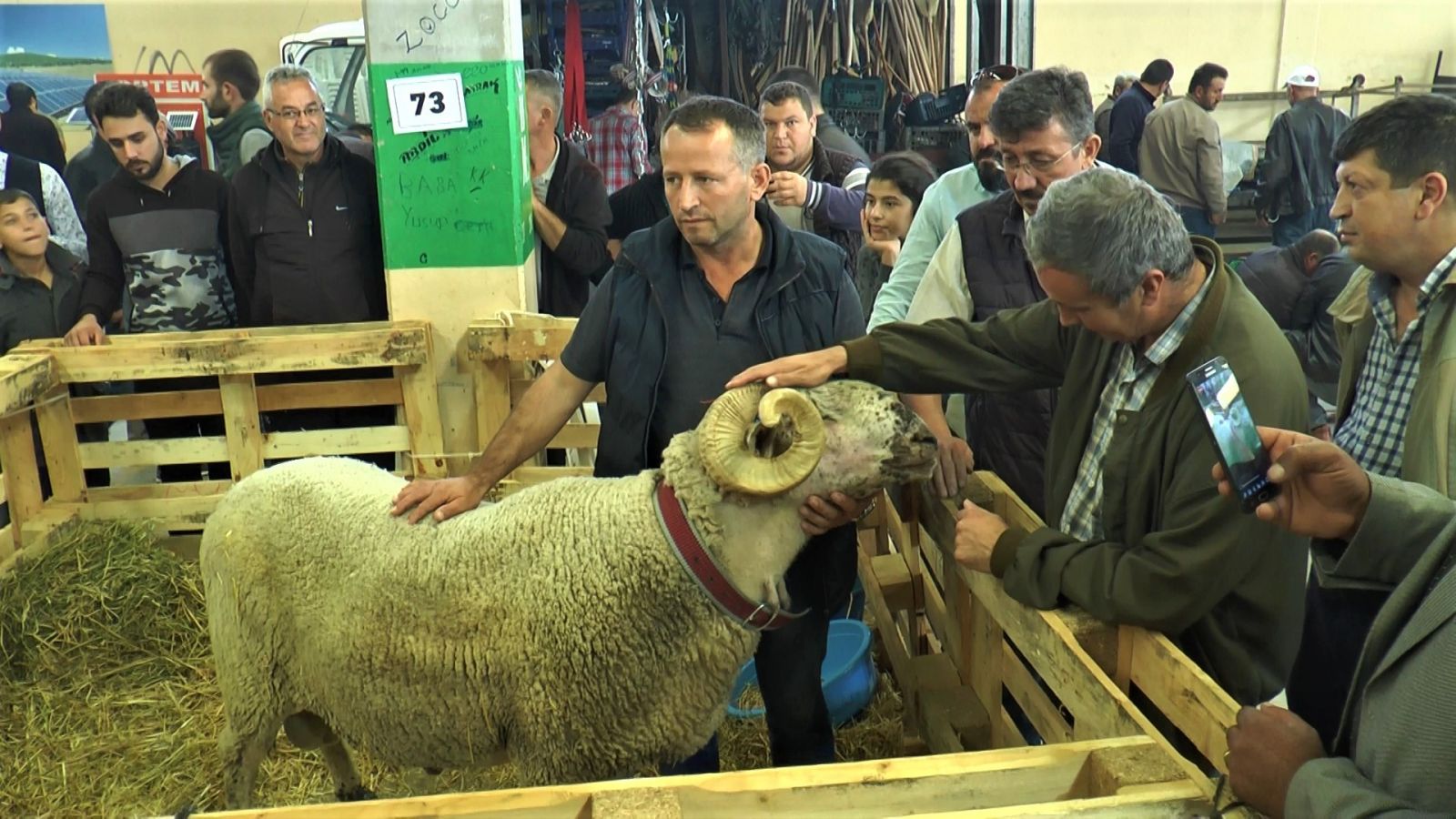 160 kiloluk koç görenleri hayrete düşürdü