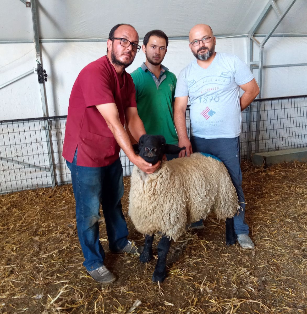 Bu hayvanların fiyatı dudak uçuklatıyor! Araba fiyatına koç...
