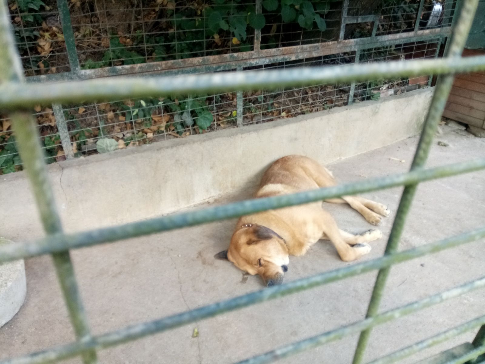 Adnan Oktar'ın villası mühürlendi