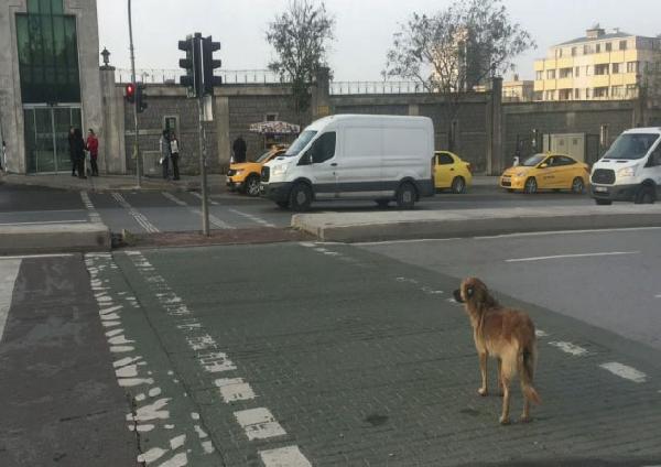 Sokak köpeği yeşil ışığı beklerken yaya kırmızıda geçti