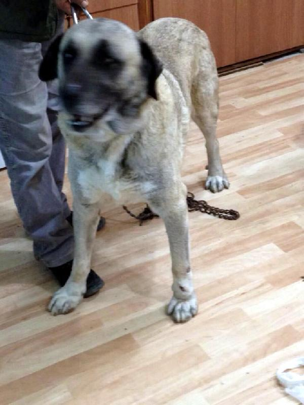 Köpeğe bu eziyeti yapan vicdansızlara ceza üstüne ceza!
