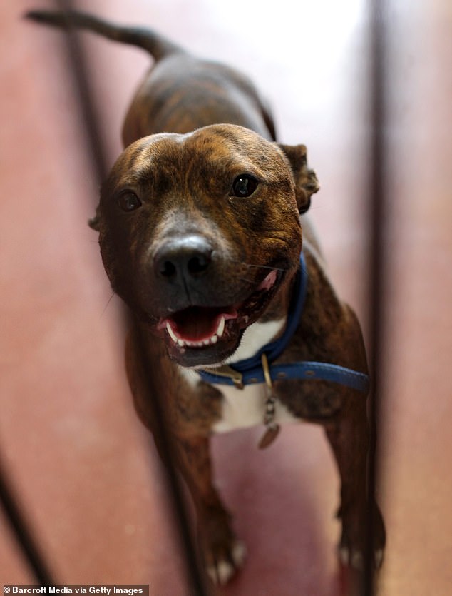 Kurtardığı köpek, uyurken saldırarak ölümüne yol açtı