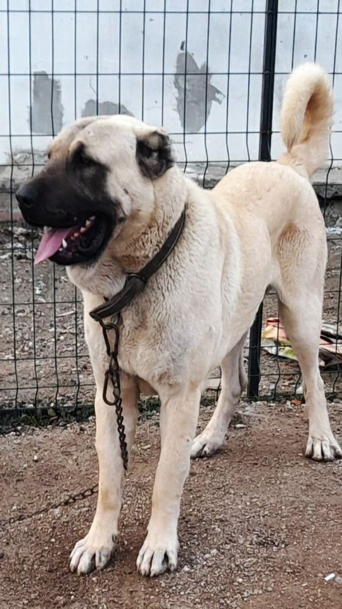 Çaldığı köpeği tanınmaması için boyadı