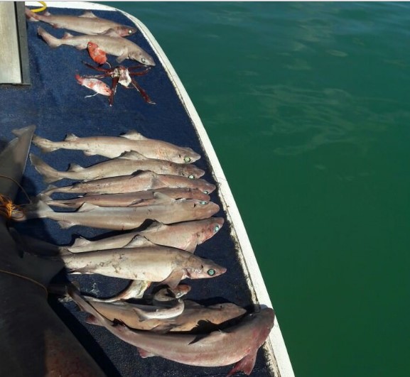 Manavgat'ta 14 köpek balığı yakalandı