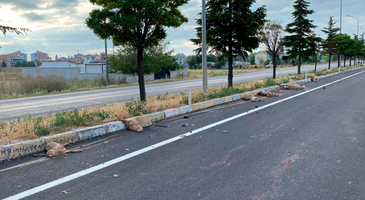 Sürüye daldı: Hamile koyunun karnındaki kuzu dışarı fırladı