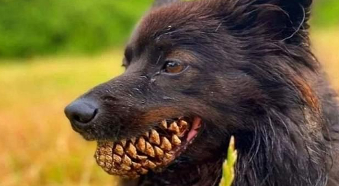 Sahiplerinden muziplikler! Korktuğunuz gibi değil