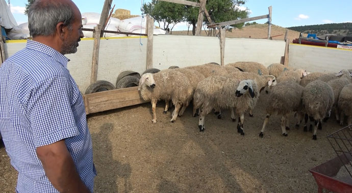 Hırsızlar, kurbanlık 65 küçükbaş hayvanın arasından seçtiği 40 koçu çaldı