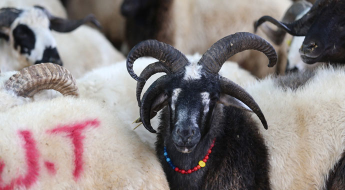 5 boynuzlu koçu görenler gözlerine inanamadı