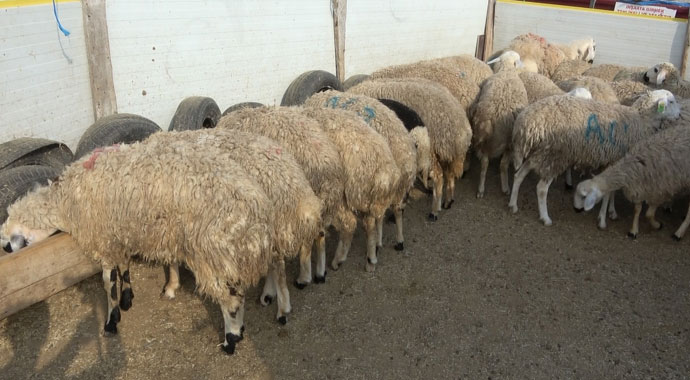 Hırsızlar, kurbanlık 65 küçükbaş hayvanın arasından seçtiği 40 koçu çaldı