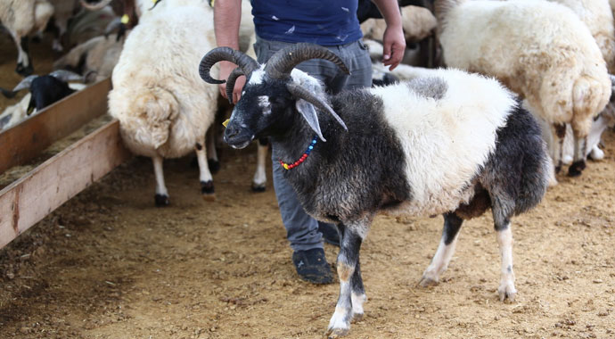5 boynuzlu koçu görenler gözlerine inanamadı