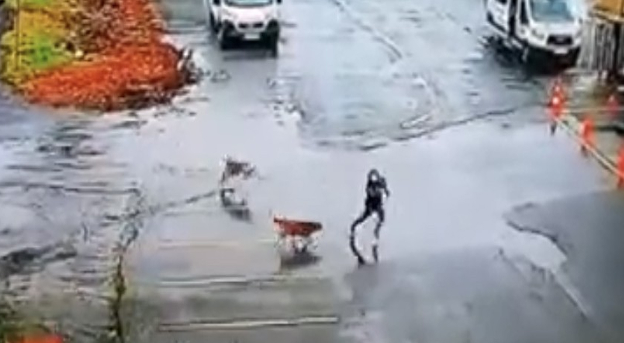 Gaziosmanpaşa'da başıboş köpekler tehlike saçıyor