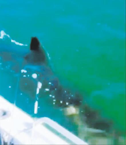 İstanbul Boğazı'nda köpekbalığı!