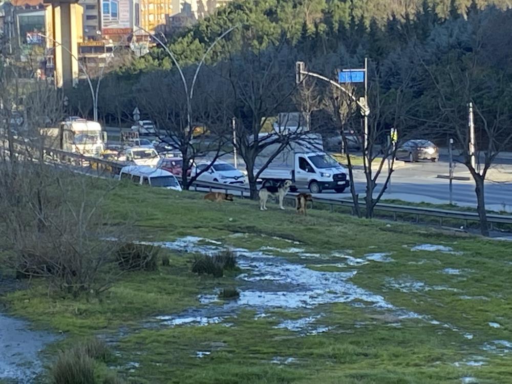 Gaziosmanpaşa'da başıboş köpekler tehlike saçıyor