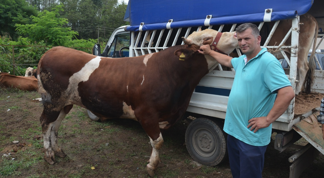 Kurbanlıklar fındığa takıldı