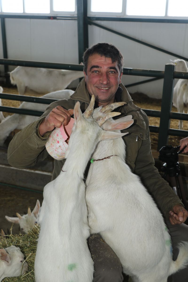 Kravattan sıkıldı, keçi çiftliği kurdu
